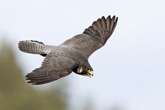 Sokolí mláďata z Teplických skal zmizela, ochranáři zjišťují příčinu